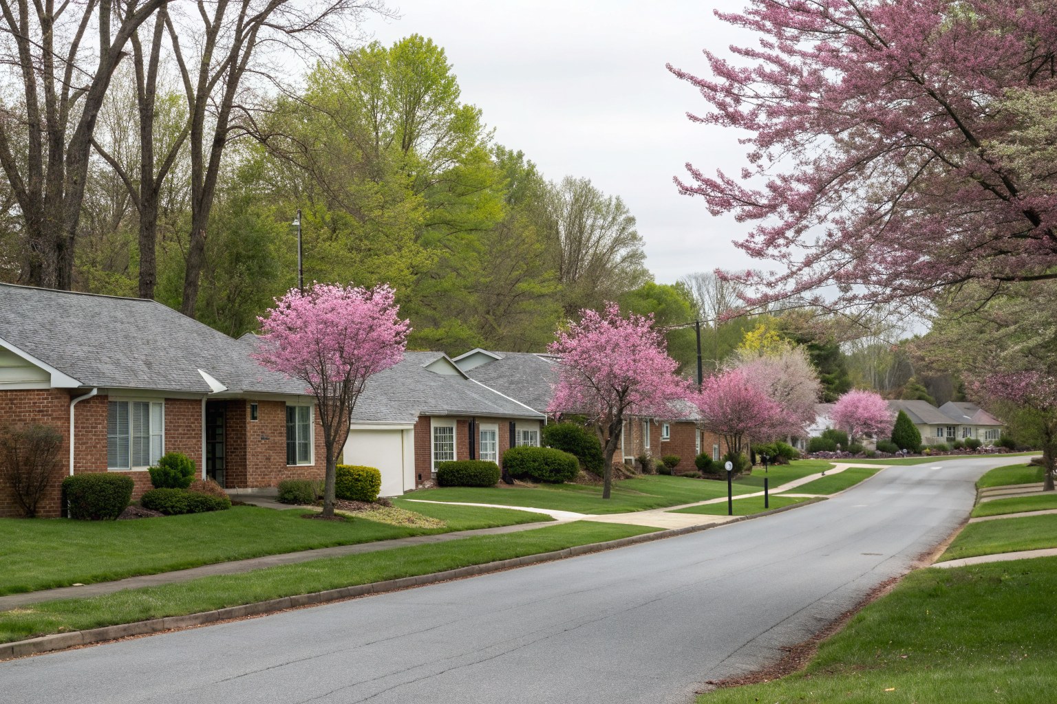 A street of brick ranch homes with gray shingle roofs and blooming redbud trees